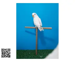 Agapornis roseicolli depurados - 2