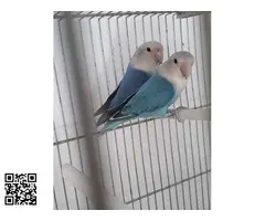 Agapornis roseicolli depurados - 3