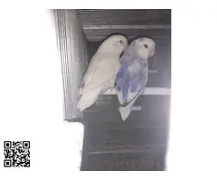 Agapornis roseicolli depurados - 4