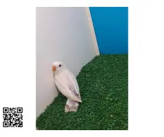 Agapornis roseicolli depurados - 6