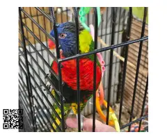 Lori arcoíris hembra