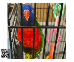 Lori arcoíris hembra - 3