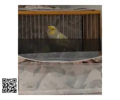 Se cede canario macho