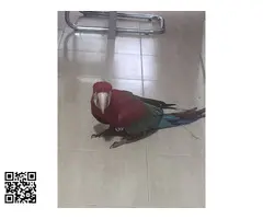 Guacamayo ara chloropterus