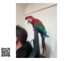 Guacamayo ara chloropterus - 2