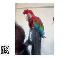 Guacamayo ara chloropterus - 3