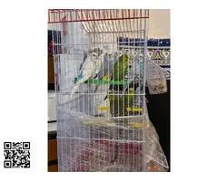 Vendo  periquitos - 2