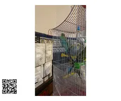 Vendo  periquitos - 4