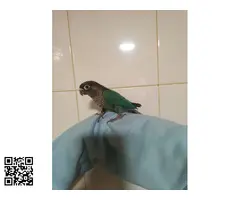 Pyhrrhuras papilleros