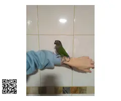 Pyhrrhuras papilleros - 2