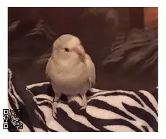 Vendo hembra de agaporni Rosseicolli