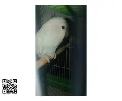 Vendo hembra de agaporni Rosseicolli - 2