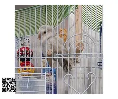 Vendo hembra de agaporni Rosseicolli - 3