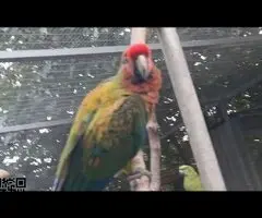 Ara shamrock año 2022