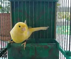 Canarios de canto timbrado español - 3