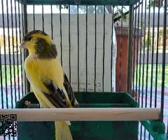 Canarios de canto timbrado español - 4