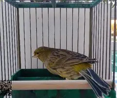 Canarios de canto timbrado español - 5