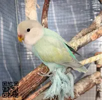 Agapornis papilleros - 5