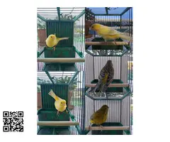 Canarios timbrado español