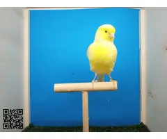 Canarias amarillas lipocromo