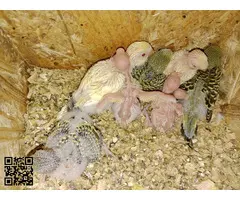 Periquitos papilleros australianos - 2