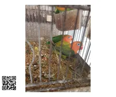 Agapornis fischery - 2