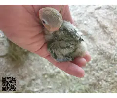 Agapornis fischery - 3