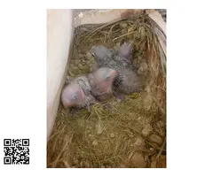 Agapornis fischery - 4