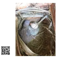 Agapornis fischery - 5