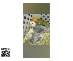 Agapornis fischery - 6