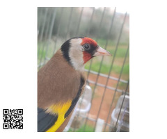 Jilgueros nacionales cautividad