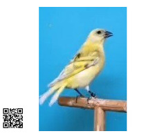 CEDO PAREJA DE CABECITAS NEGROS SILICES DEL 25