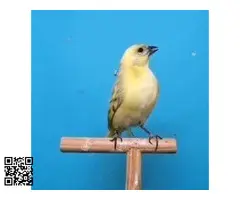 CEDO PAREJA DE CABECITAS NEGROS SILICES DEL 25 - 2