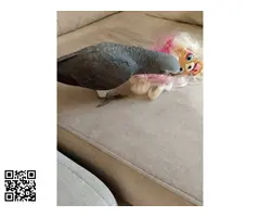 Pareja Yaco cola roja y cola vinagre hembras