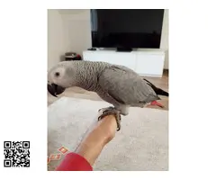 Pareja Yaco cola roja y cola vinagre hembras - 2