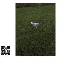 Pareja Yaco cola roja y cola vinagre hembras - 3