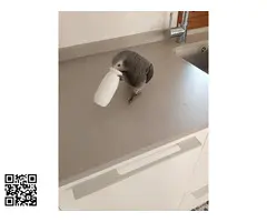 Pareja Yaco cola roja y cola vinagre hembras - 4