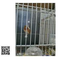 Isabelitas del japon