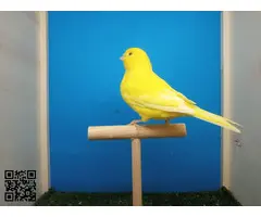 Canarias amarillas - 2