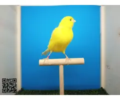 Canarias amarillas - 3