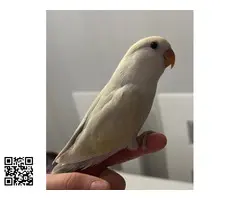 Agapornis papilleros