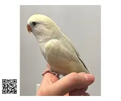 Agapornis papilleros - 2