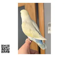 Agapornis papilleros - 3