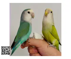 Agapornis papilleros - 4