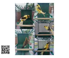 Canarios timbrado español - 2