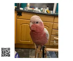 Cacatúa galah macho de 10 meses