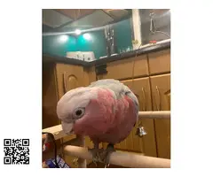Cacatúa galah macho de 10 meses - 3