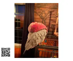 Cacatúa galah macho de 10 meses - 4