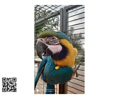 Se cede guacamayo hembra