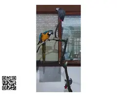 Guacamayo Ararauna - 2